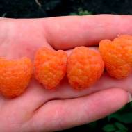 Саджанець Малина Ярославна